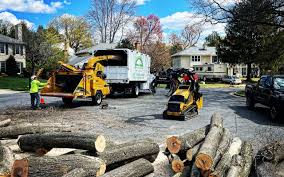 Best Tree Health Inspection  in Medford Lakes, NJ